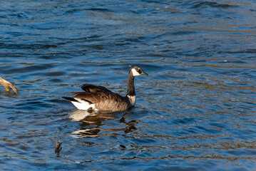 Canada Goose Swimming On Fox River At Kaukauna, Wisconsin