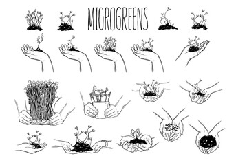 Microgreens, graphic image of human hands with microgreen