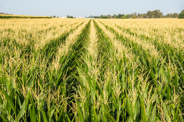 Hileras de plantas de maíz en un campo de cultivo en un día despejado.