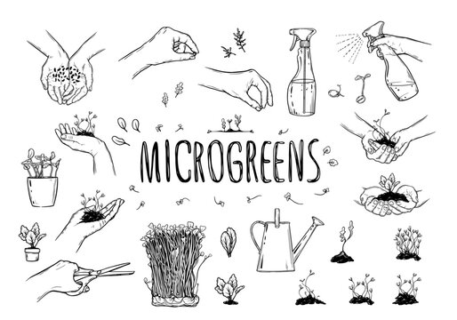 Microgreens, graphic image of human hands with microgreen.