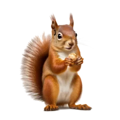 Zelfklevend Fotobehang Eekhoorn Studio portrait of squirrel a white isolated backdrop