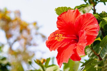 Front view, close up of, a single, orange, hibiscus flower, in full bloom