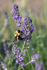 bee in a lavender field on purple flowers