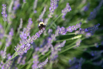 bee in a lavender field on purple flowers