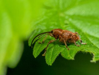 Acorn weevil © PRILL Mediendesign