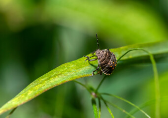 Forest bug