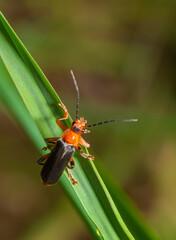 Soldier beetle