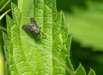 Dancing Kiss fly
