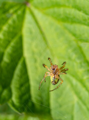 Cucumber green spider