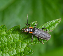 soldier beetle on green leaf