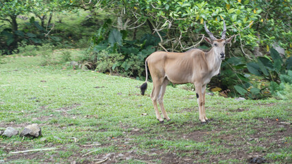 Eland bull, the biggest antelope. Common eland, southern eland or eland antelope - Taurotragus oryx with grass and green vegetation in background.