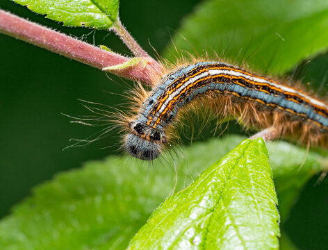Lackey moth larva