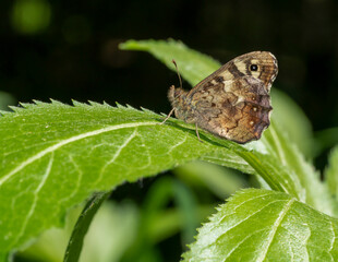 Speckled wood butterfly