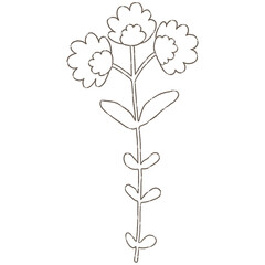 Wildflower, herbs, herbaceous flowering plants, blooming flowers Hand drawn