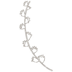 Wildflower, herbs, herbaceous flowering plants, blooming flowers Hand drawn