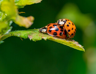 Mating ladybugs
