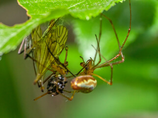 Common stretch-spider
