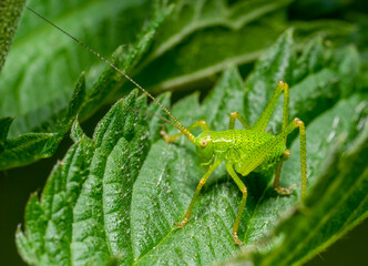 Speckled bush-cricket larva
