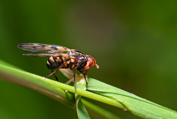 Picture-winged fly