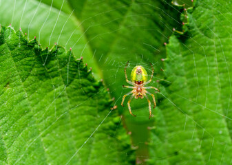 Cucumber green spider