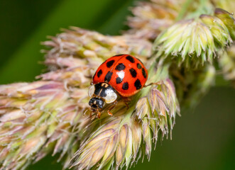 Ladybug on grass ear