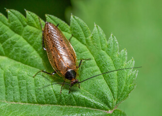 Dusky cockroach