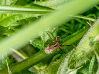 Wolf spider with egg sac