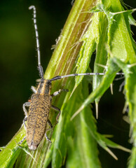 Golden-bloomed grey longhorn beetle