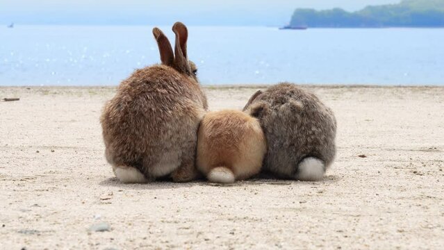 海をバックに３匹でくっつくウサギ
