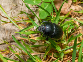 Dor beetle