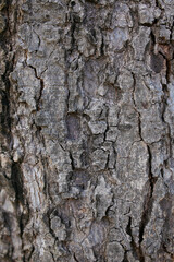 Bark of the tree in the park with blurred background.