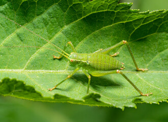 Speckled bush-cricket