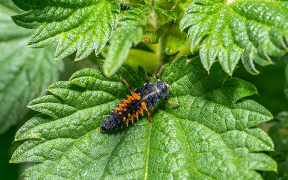 Ladybug larva