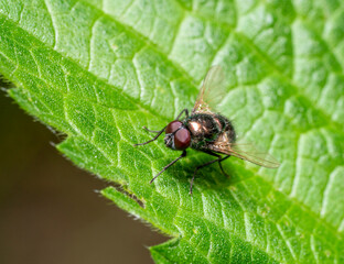 Bluebottle fly