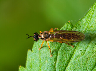 Small yellow-legged robberfly