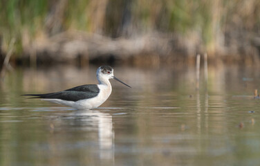 Black-winged Stilt in the lagoon

