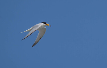 little tern in flight over the mediterranean sea
