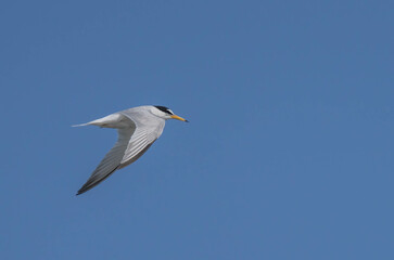 little tern in flight over the mediterranean sea