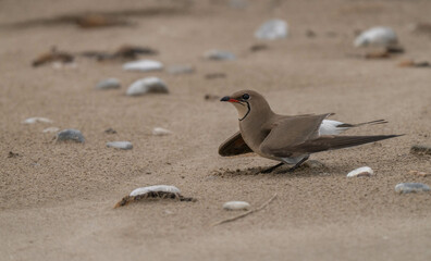 Collared Pratincole on a wild Mediterranean beach