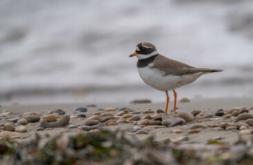 little ringed plover in a wild mediterranean beach