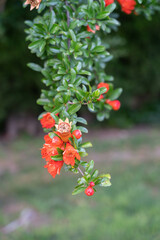 the pomegranate blossoms in spring