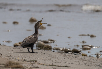 cormorant singing in the wild mediterranean beach