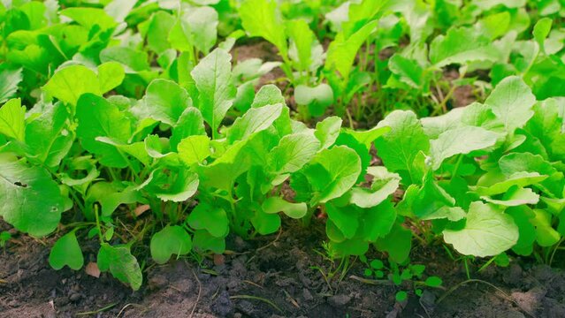 Juicy green leaves of a growing red radish in a garden bed close-up. Growing vegetables