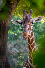portrait of a standing giraffe in the forest showing tongue © Ralph Lear