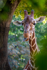 portrait of a standing giraffe in the forest showing tongue