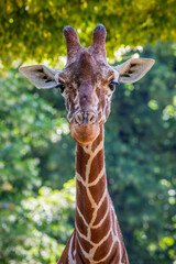 a tall giraffe standing in the forest looking forward