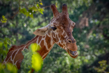 close-up of a giraffe with its head in the trees