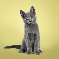 Cute Russian Blue cat kitten, sitting up facing front. Looking straight to lens. isolated on a soft green background.