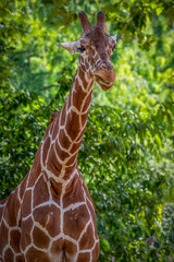 Portrait of a giraffe standing and eating leaves in front of trees
