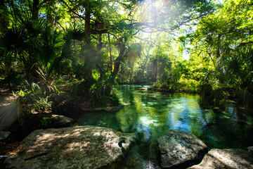 spring stream in the jungle forest